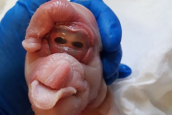 Some poor piglet made headlines in 2015 because he was born with a penis literally growing out of his head. The good news was that this little pig was hung like a horse. The bad news, again, was that it was a huge penis that was growing out of his damn head.