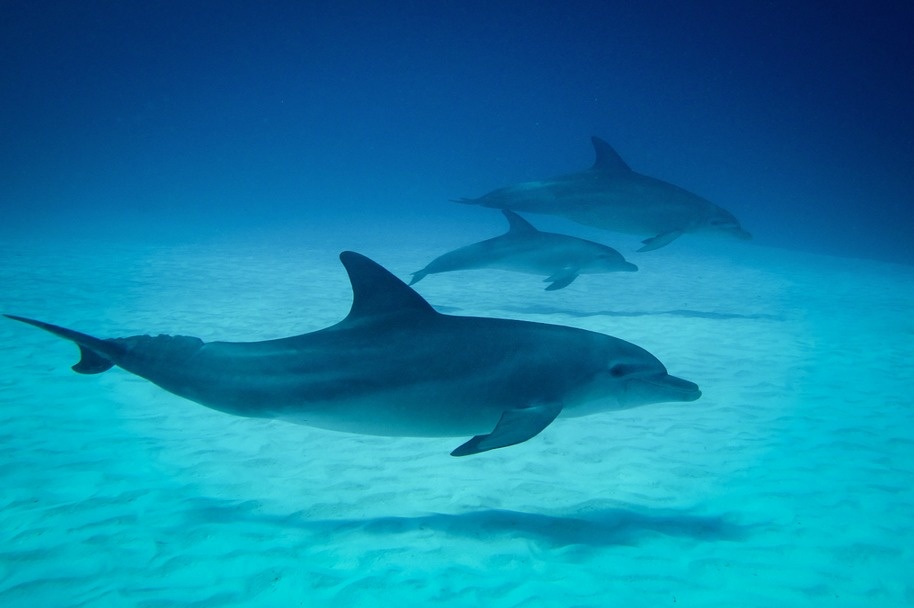 Dolphins actually "name" each other using sounds, and a dolphin will respond to their own sound, even when it's made by a dolphin they don't know.
