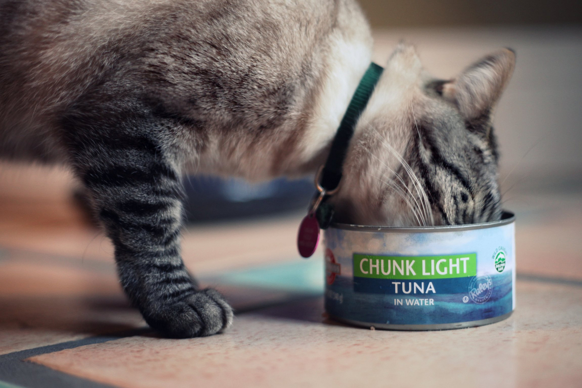 Cats can become addicted to tuna, refusing to eat virtually anything else.
