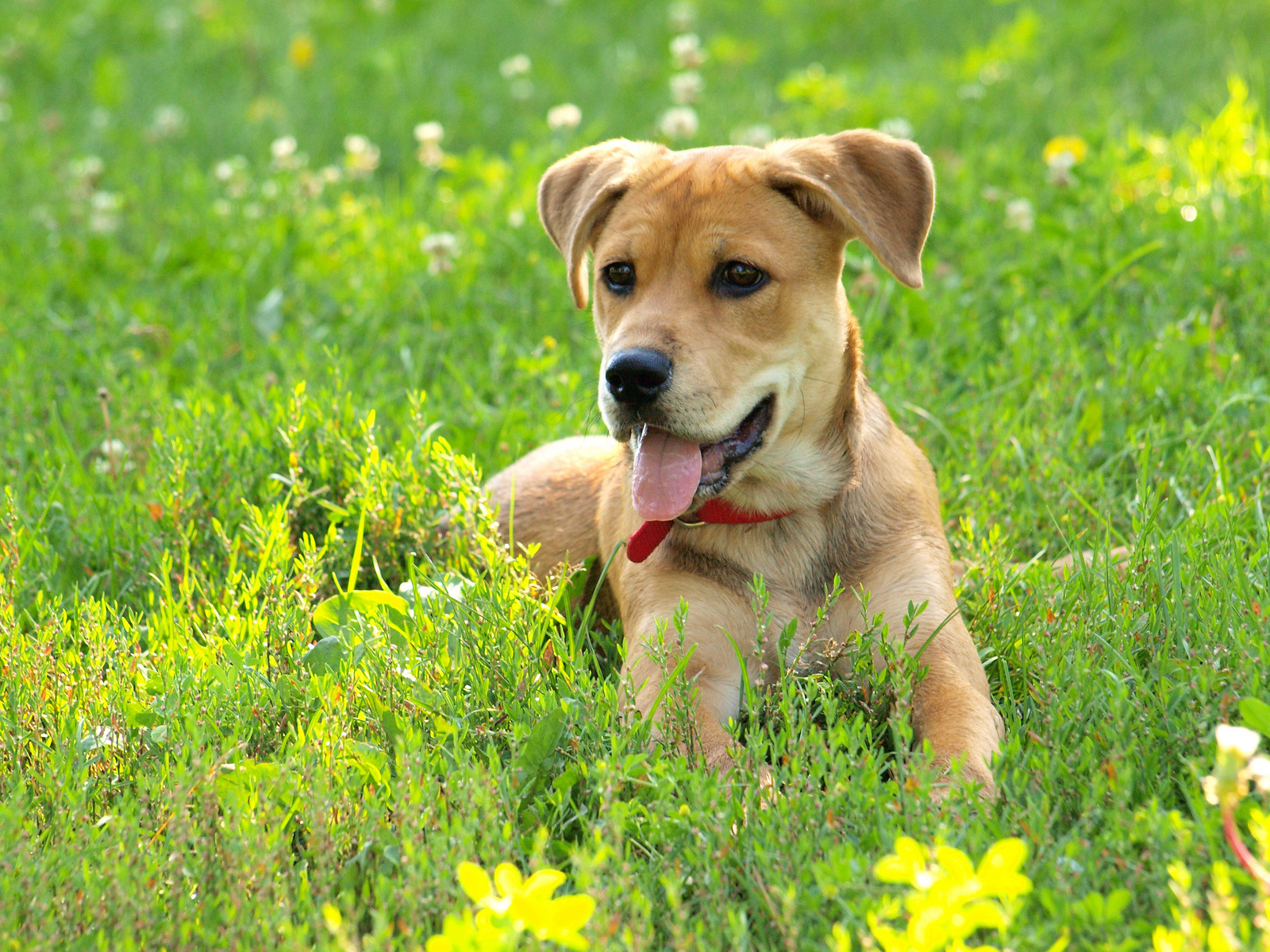 Somehow, dogs tend to poop in alignment with the earth's magnetic field.
