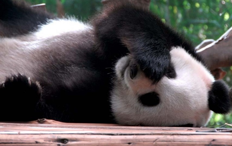Pandas can poop up to 40 times a day.