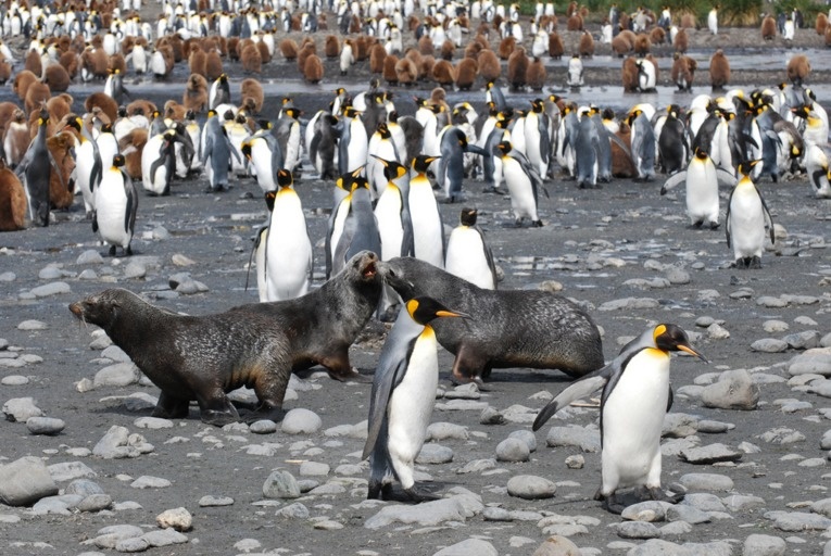 Sometimes, seals can be spotted having sex with penguins.