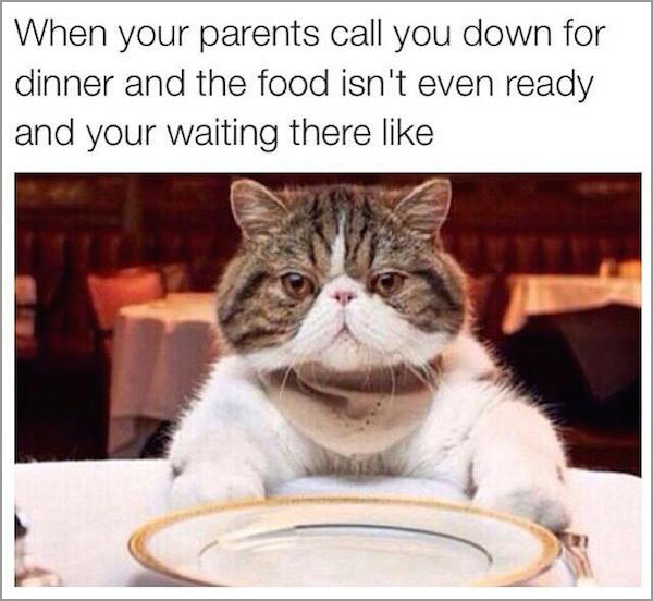food critic cat - When your parents call you down for dinner and the food isn't even ready and your waiting there