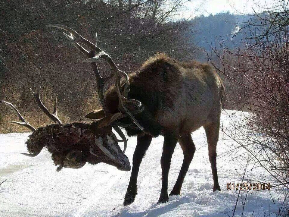 nope deer with head in antlers