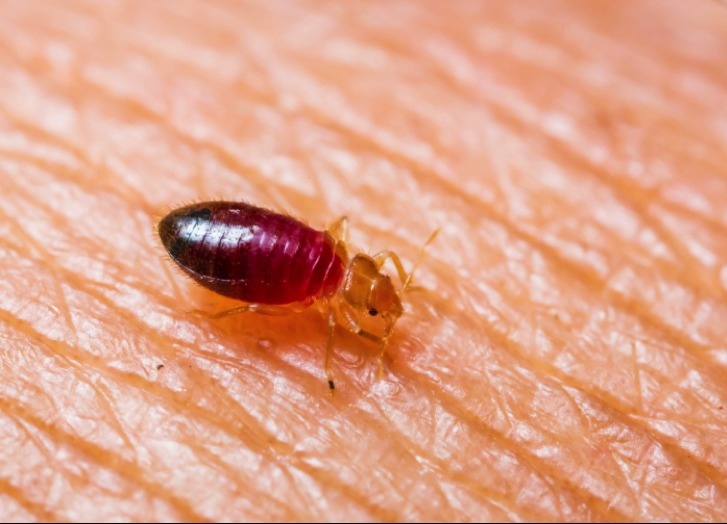 Bed bugs run rampant in hotels, and you often can't tell you've gotten them until you've checked out. Always be sure to check your hotel mattress for signs of these critters before staying the night.
