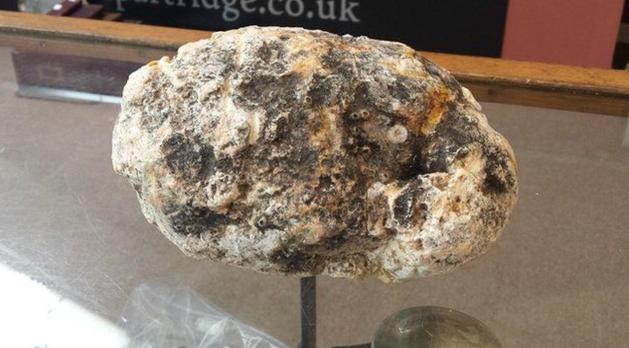 A dog walker found ambergris (highly valuable whale vomit used for perfume) on a beach and sold it at an auction for £11,000 ($16,253.05).