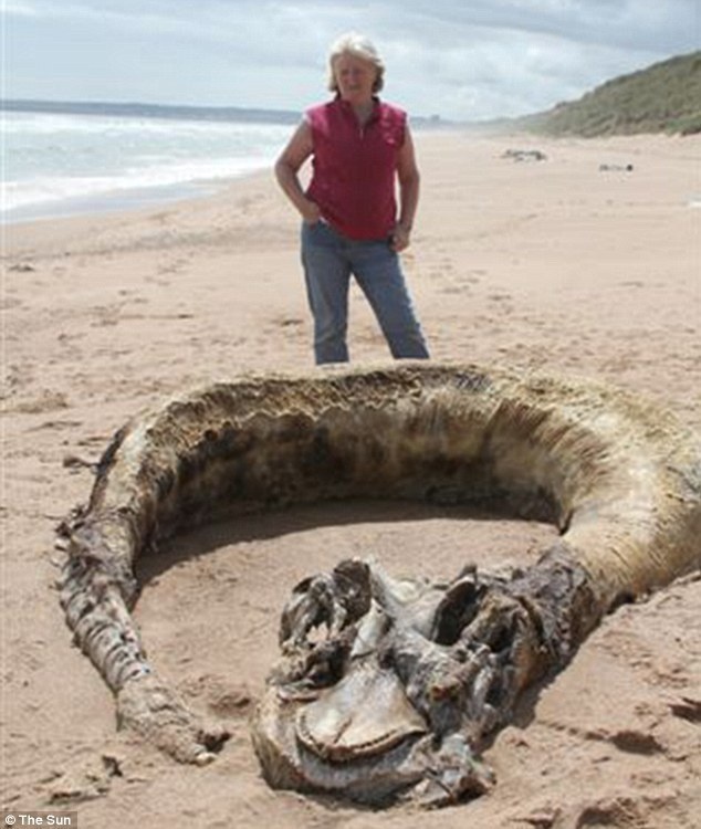 A 30 foot carcass of some type of sea animal was found decomposing on a beach by a couple.