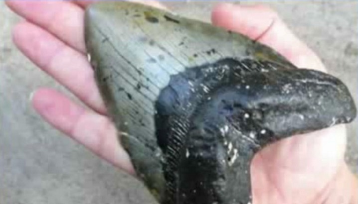 A fossilized tooth from a prehistoric shark was found on a beach in North Carolina.