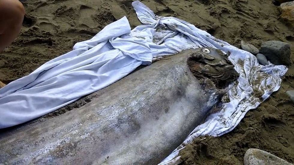 An ginormous rare oarfish was found on one of the beaches of Santa Catalina Island in California.