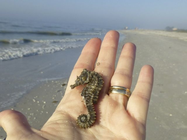 An actual seahorse was found washed ashore.