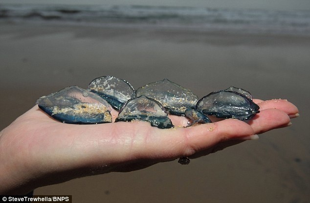 Thousands of unusual looking sea creatures were found on the beaches on the south coast.