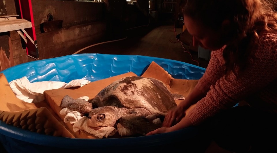 Old sea turtles that were suffering from hypothermia were found in Long Beach, Washington.