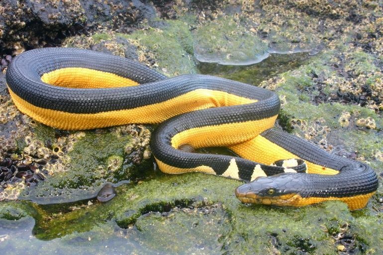 A dead yellow-bellied venomous sea snake was found on Huntington Beach in California.