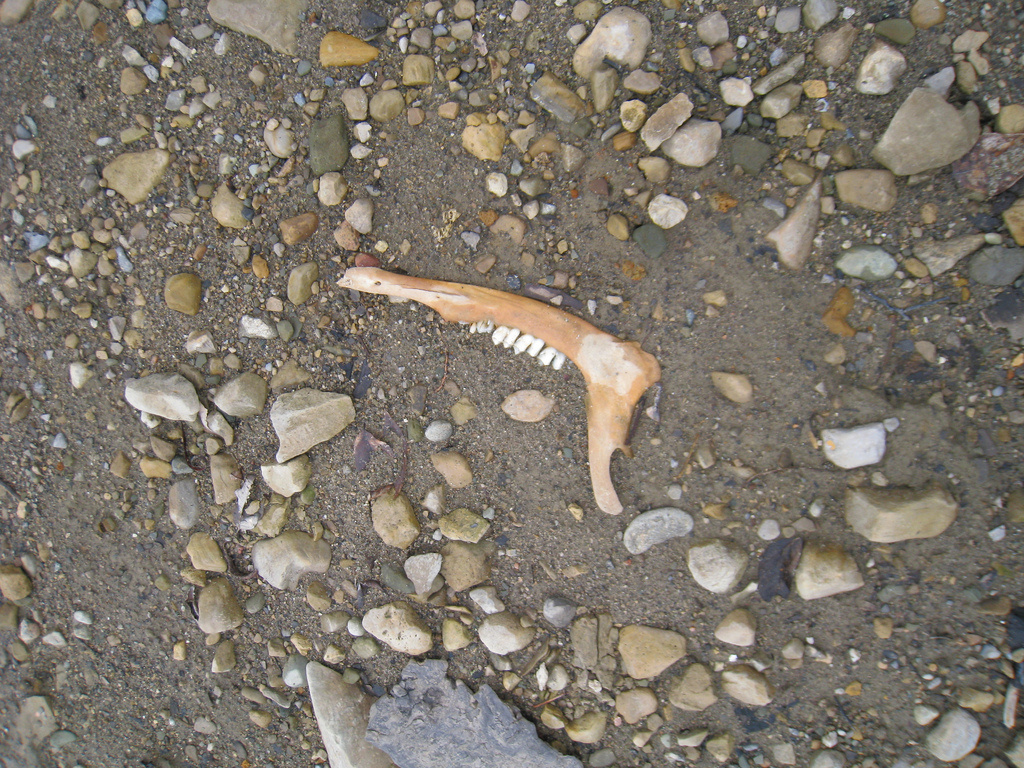 An odd looking unidentified bone found on the beach by Erica Cherup.