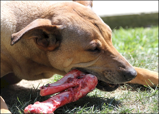 Dogs are carnivores and humans are meat so it should come as no surprise that dogs and even cats will try and eat their owners after death. An elderly woman wasn’t even dead when her dog began having an all-you-can-eat-buffet. The woman had been incapacitated by a stroke when her pet started literally tearing strips off of her. By the time she was found, the dog had eaten all of her exposed skin.