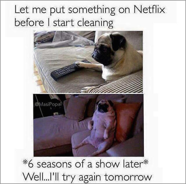 pug - Let me put something on Netflix before I start cleaning 6 seasons of a show later Well...I'll try again tomorrow
