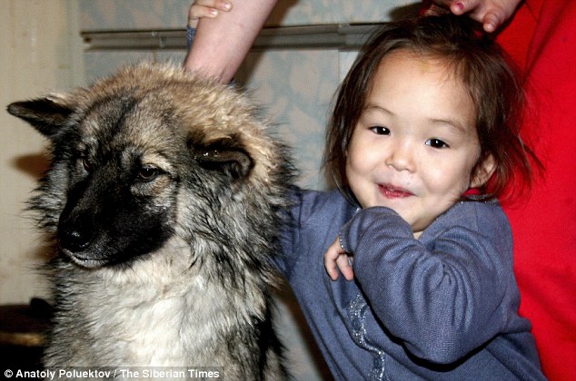 A three year old Russian girl who survived for 11 days in Siberian taiga forest by drinking from a creek and eating berries while being protected by her dog which went to get help after nine days and returned with rescuers.