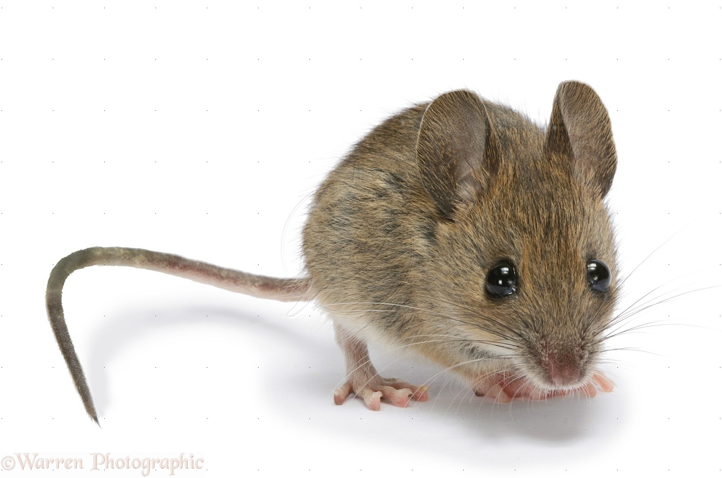 There is an unaired Mythbusters episode. Groups of mice were used to test if “the box is more nutritious than the cereal”. The mice in one of the groups were eating “pallets of cardboard”. One day they checked and there were no longer 3 mice in that group, but 1 really fat mouse.