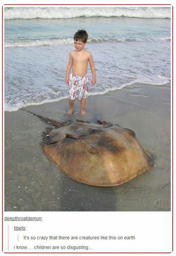 biggest horseshoe crab - deepthroatdemon tibets it's so crazy that there are creatures this on earth i know....children are so disgusting...