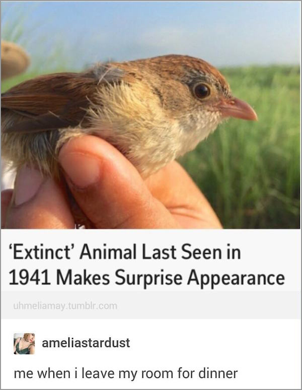 jerdon's babbler - 'Extinct' Animal Last Seen in 1941 Makes Surprise Appearance uhmeliamay tumblr.com ameliastardust me when i leave my room for dinner