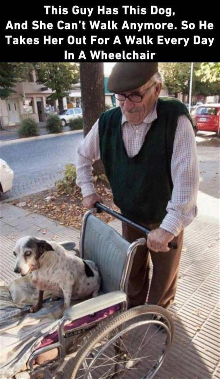 old man walking old dog - This Guy Has This Dog, And She Can't Walk Anymore. So He Takes Her Out For A Walk Every Day In A Wheelchair