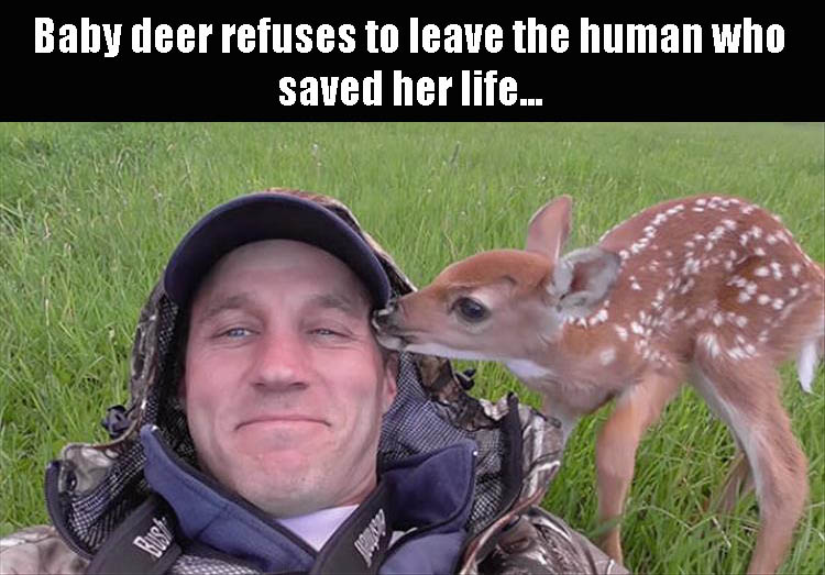 male baby deer - Baby deer refuses to leave the human who saved her life...