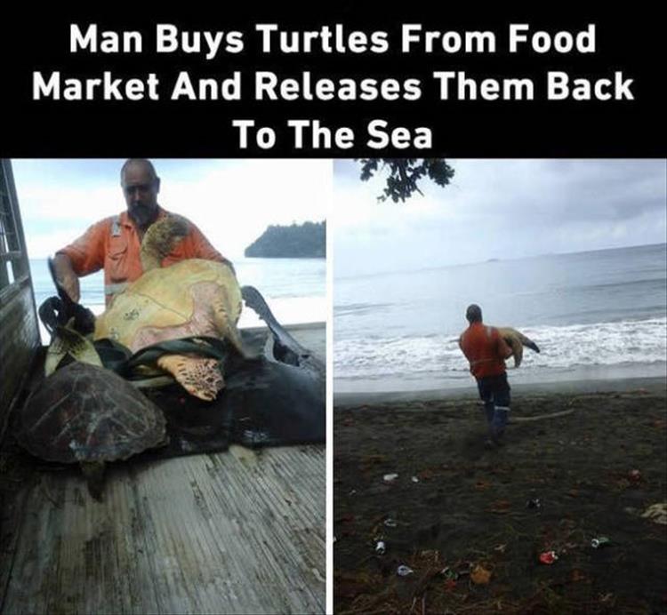 things to restore your faith in humanity - Man Buys Turtles From Food Market And Releases Them Back To The Sea