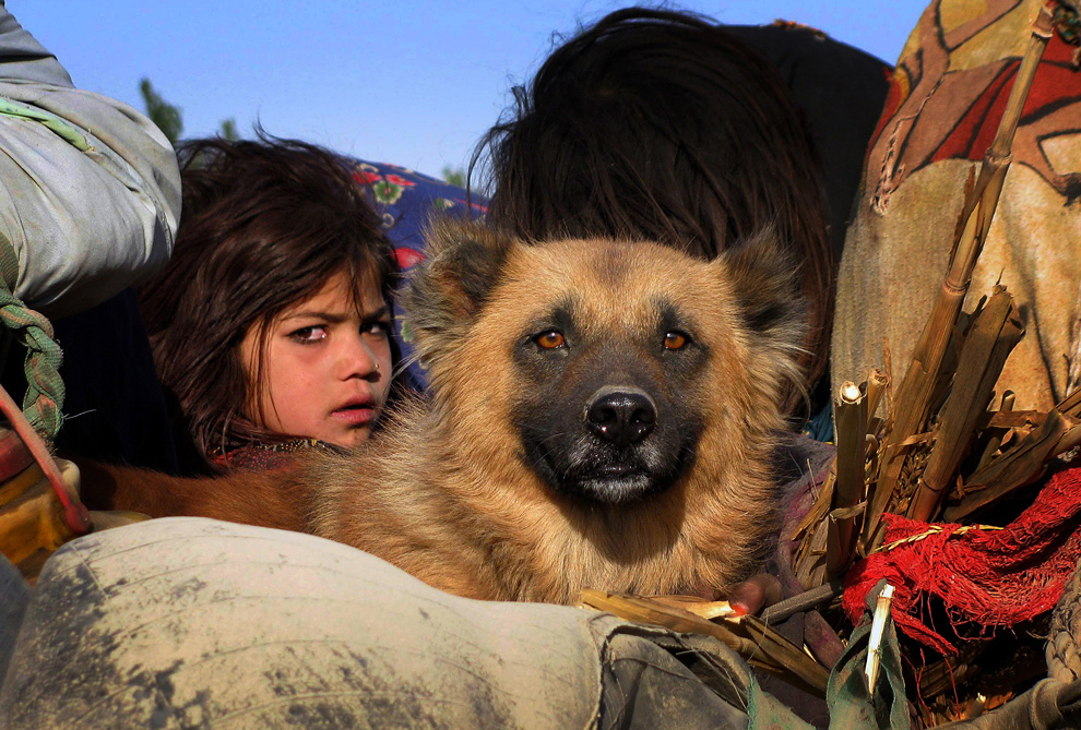 A young girl and her dog look out from a vehicle as she and her family wait for security clearance at a checkpoint on the outskirt of Bannu, a town on edge of the Pakistani tribal region of Waziristan