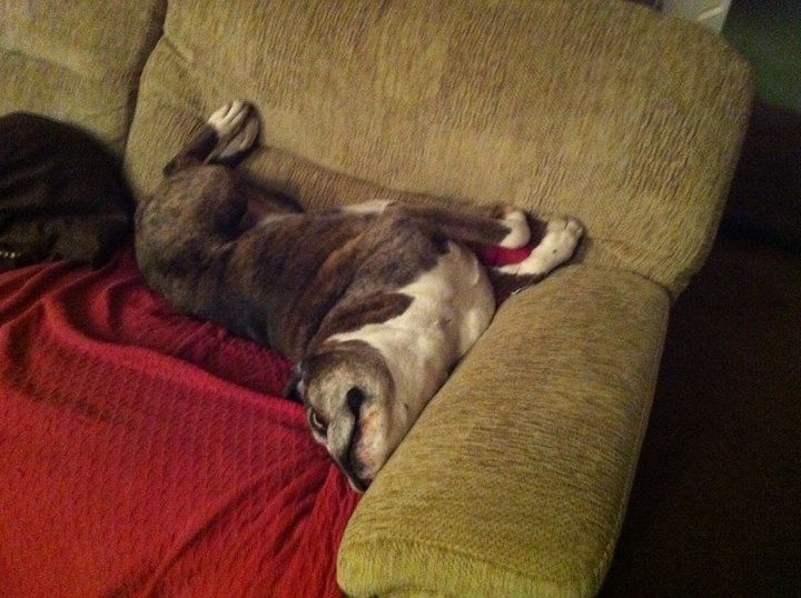 "Found this on my camera. Only a Boxer would find this comfy!"