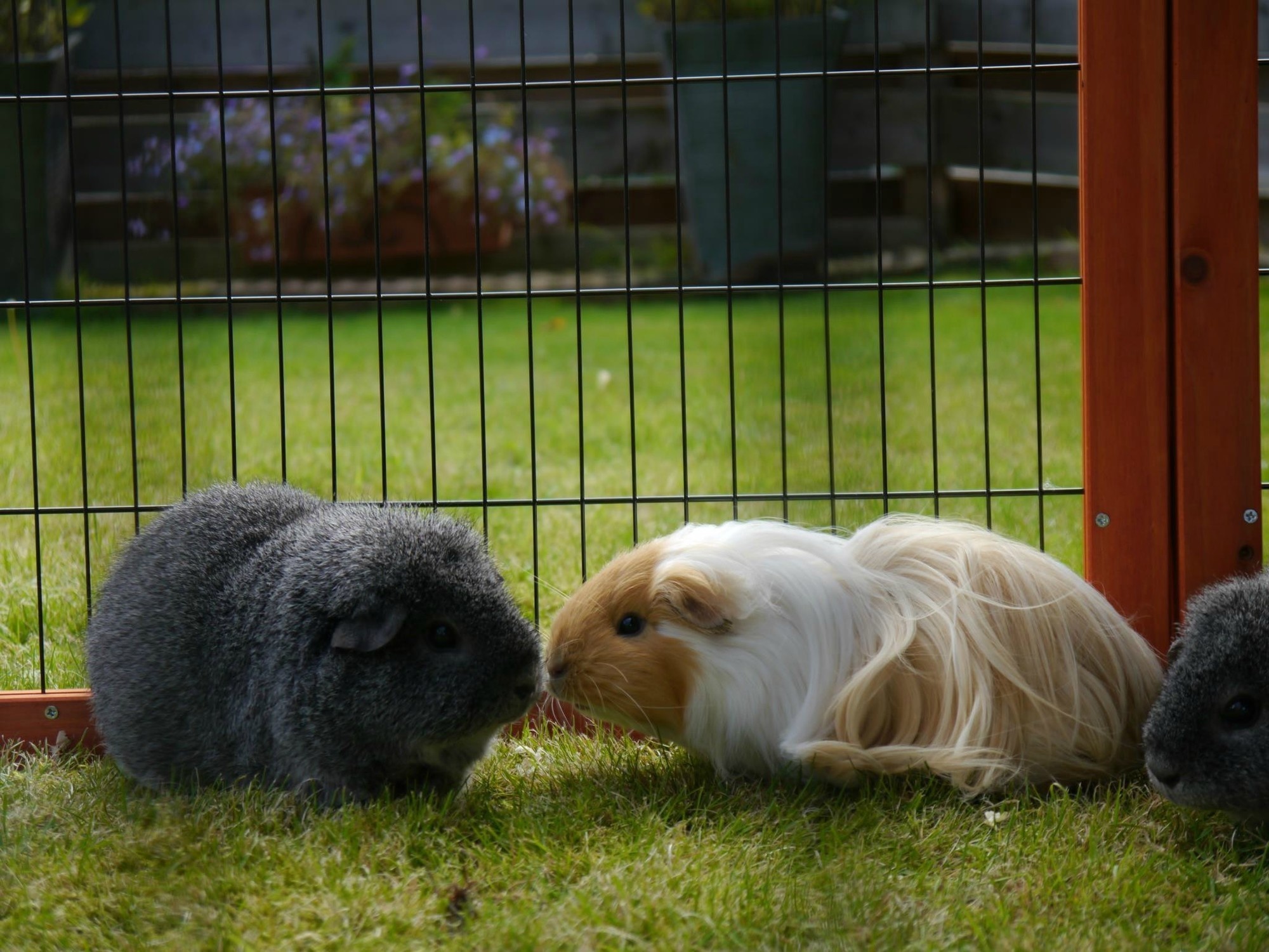 "Found this picture on my camera of two of my pigs kissing!"