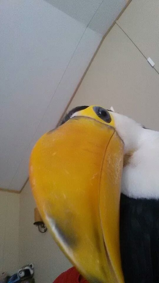 "I let my toucan play with my phone and found this afterwards."