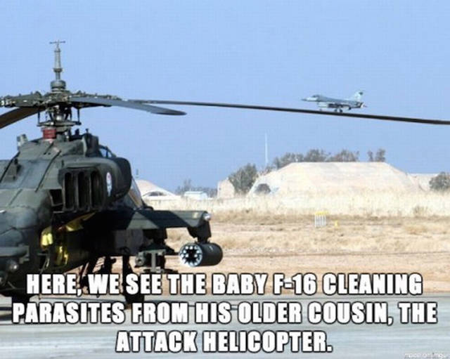 apache funny - Here We See The Baby F16 Cleaning Parasites From His Older Cousin. The Attack Helicopter.