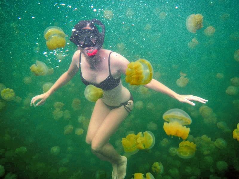 Swim with millions of jellyfish in Palau's Jellyfish Lake.