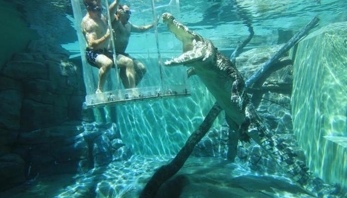 Go cage diving in the "Cage of Death" where you'll come face to face with killer crocodiles that are only one layer of acrylic away from eating you in Darwin, Australia.