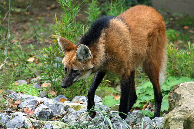 Piss from maned wolves smells like marijuana. In fact, police once got a call about someone smoking pot at the Rotterdam Zoo, only to find out the smell was coming from the wolves.