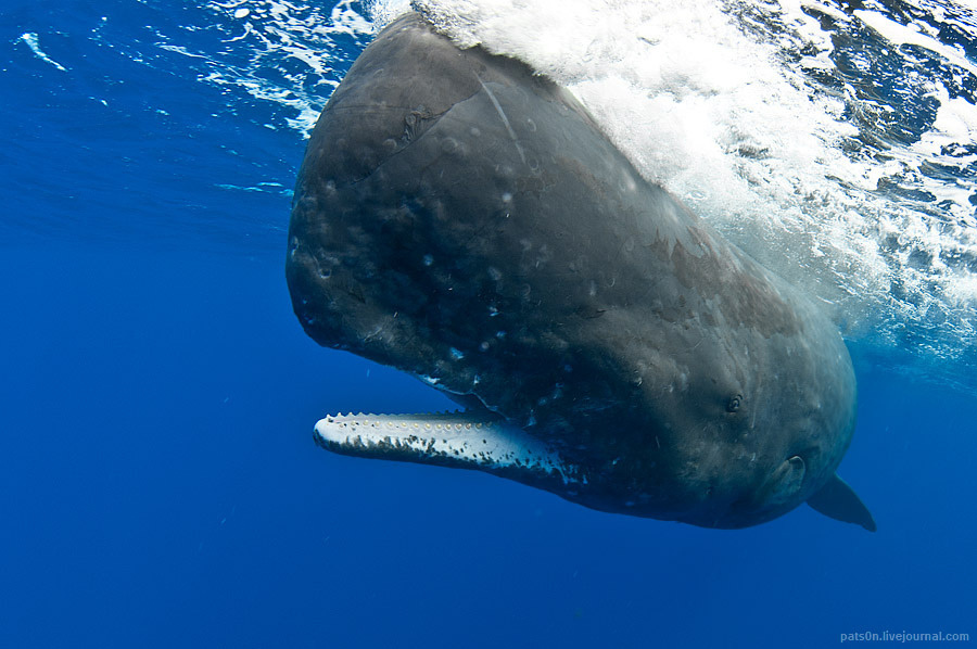 Many expensive perfumes contain whale vomit.