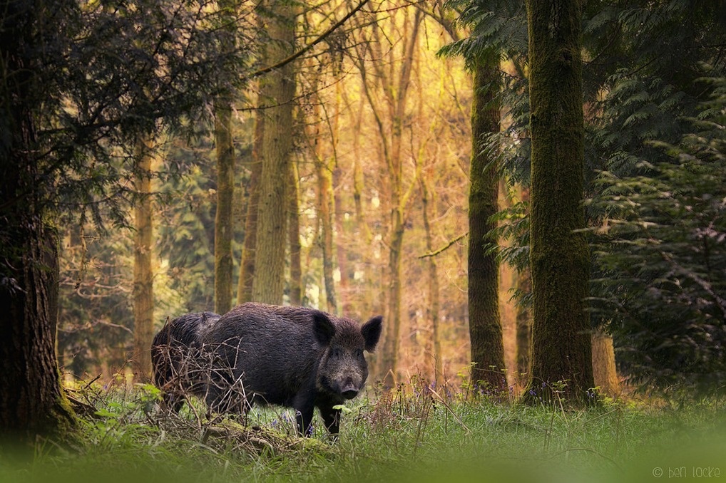 After Chernobyl, many radioactive boars have been documented wandering around Germany.