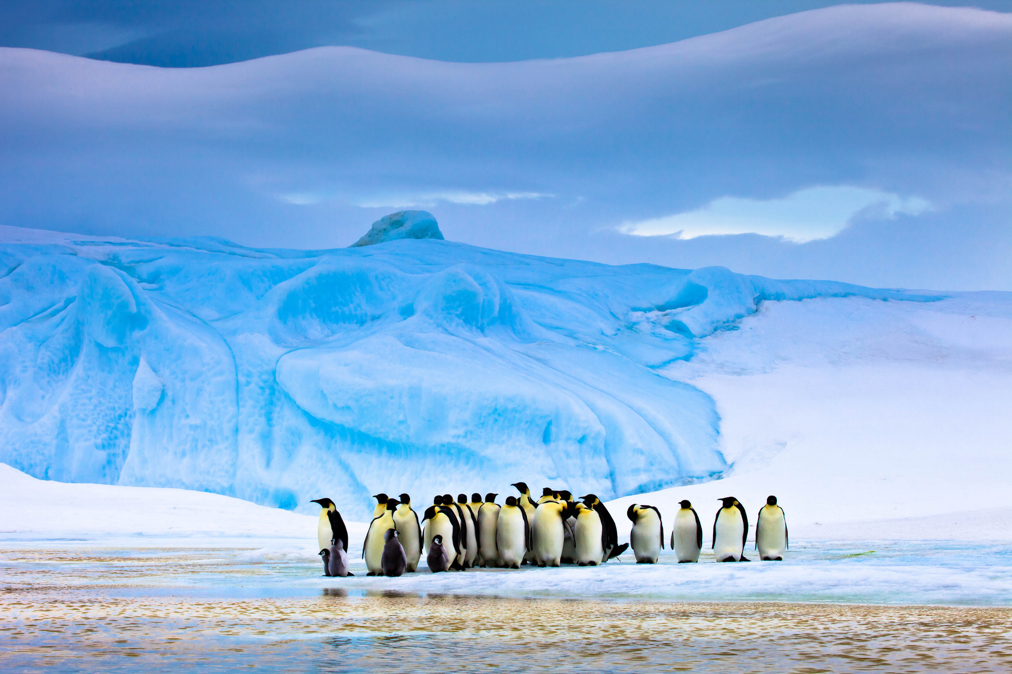 An emperor penguin in the middle of a huddle can warm its body temperature to about 99.5°F, despite the frigid air around it.