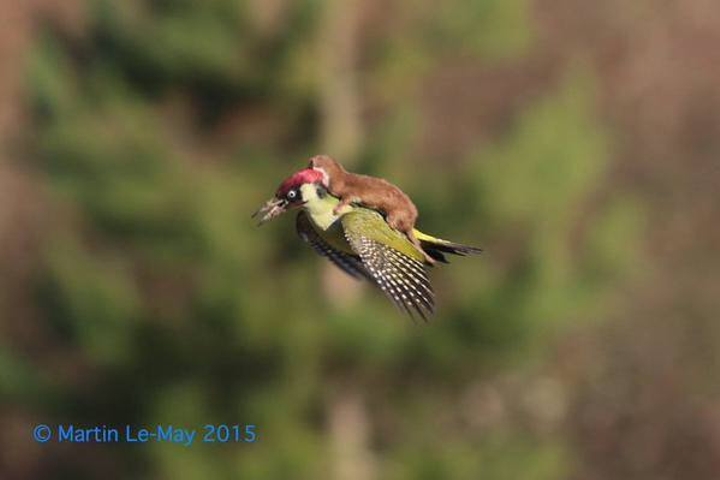 wtf flying weasel
