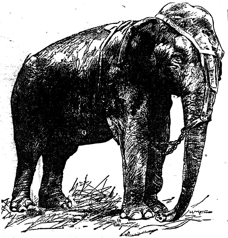 Topsy was an elephant brought from Southeast Asia to America in the 1870s. She was falsely advertised as the first American-born elephant. During her career, she killed a few people, including a spectator and some circus workers, and as a result was poisoned, strangled, and electrocuted to death before a crowd on January 4, 1903.