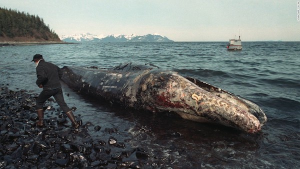 On March 24, 1989, the oil tanker Exxon Valdez struck a reef in Alaska's Prince William Sound. Her hull was torn, and she released 11 million gallons of oil into the environment. Exxon and the Alyeska Pipeline Company were slow to move on containing the spill, and when a storm blew in it spread oil everywhere. More than 1,000 miles of coastline were fouled, and hundreds of thousands of animals perished. 

Captain Joseph Hazelwood was convicted on a misdemeanor charge of negligent discharge of oil, fined $50,000, and sentenced to 1,000 hours of community service. Exxon ended up paying billions in cleanup costs and fines and remains tied up in court cases to this day. 

26 years later, the oil has mostly disappeared from view, but many Alaskan beaches remain polluted, and crude oil can still be found just inches below the surface.