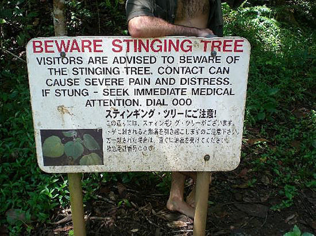 A stinging tree that could send you to the hospital.