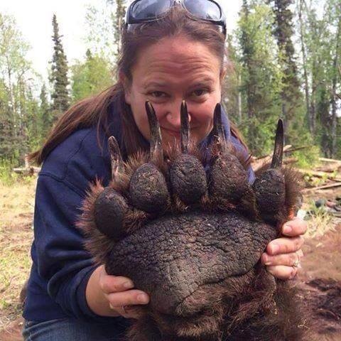 Look how big a grizzly bear claw is!