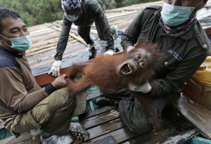 endangered orangutan