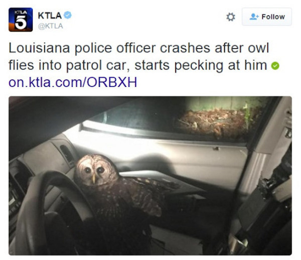 owl in car - Ktla 15 Oktla Louisiana police officer crashes after owl flies into patrol car, starts pecking at him on.ktla.comOrbxh
