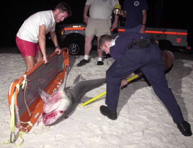 In 2001 a man wrestled a 7-foot bull shark to retrieve the severed arm of his nephew. After saving the boy the man dived back in, seized the shark and wrestled it to shore where a ranger shot it. The arm was pried from its gullet, put on ice, rushed to the hospital and successfully sewed back on