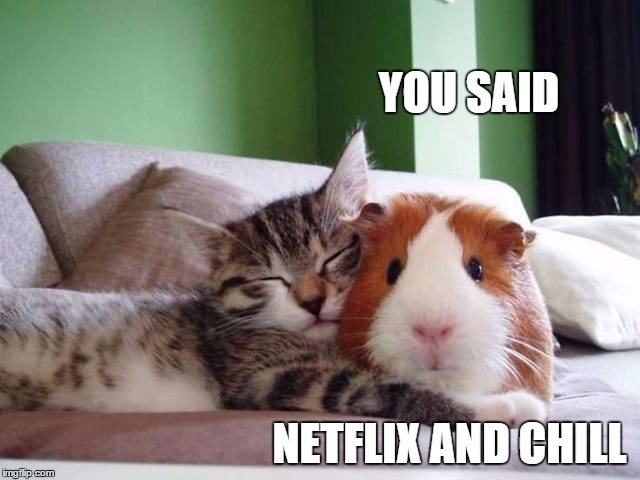 cat and guinea pig - You Said Netflix And Chill imgitip com