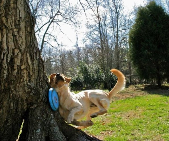perfect timing dog running into tree