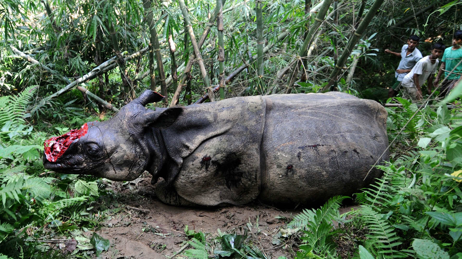 This is what rhino poaching in India looks like: dehorn the animal when it is still alive and leave it to die