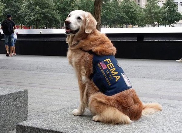 The last surviving rescue dog from 9/11, sitting at Ground Zero